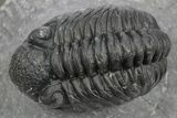 Phacopid (Adrisiops) Trilobite - Jbel Oudriss, Morocco #243895-1